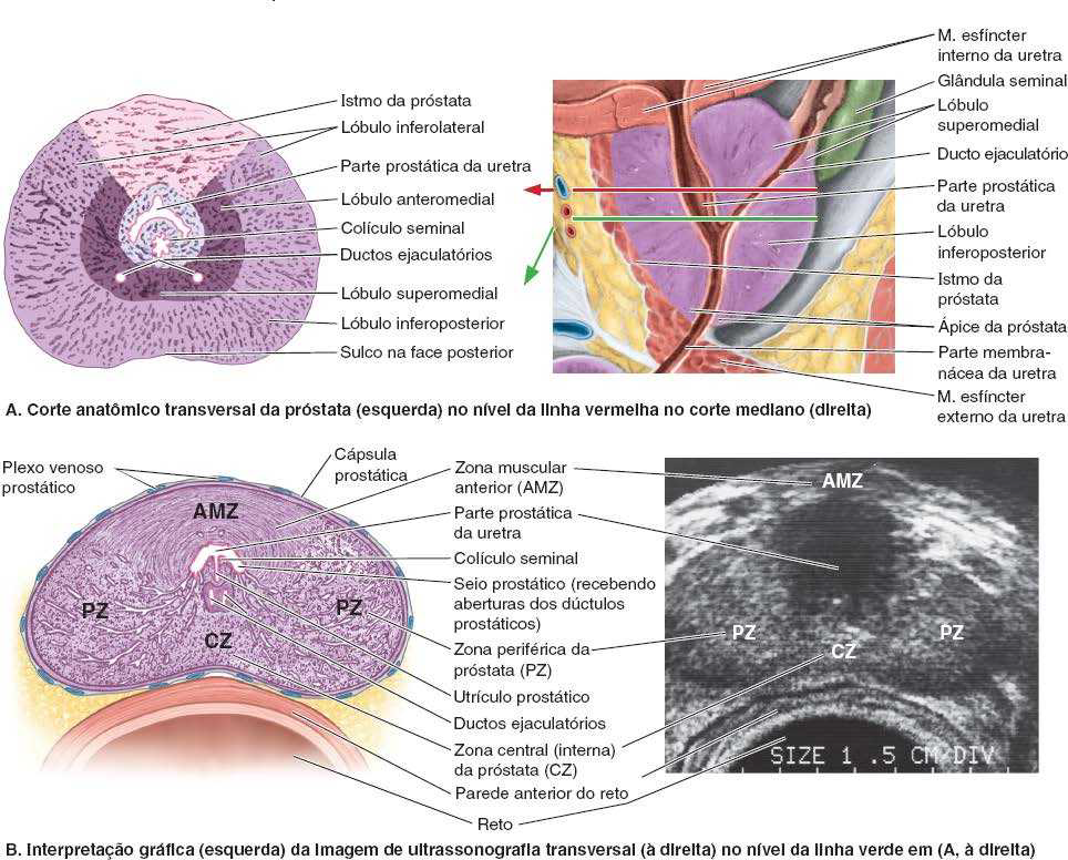 Anatomia da Próstata: composição, relações anatômicas e mais - Sanarmed