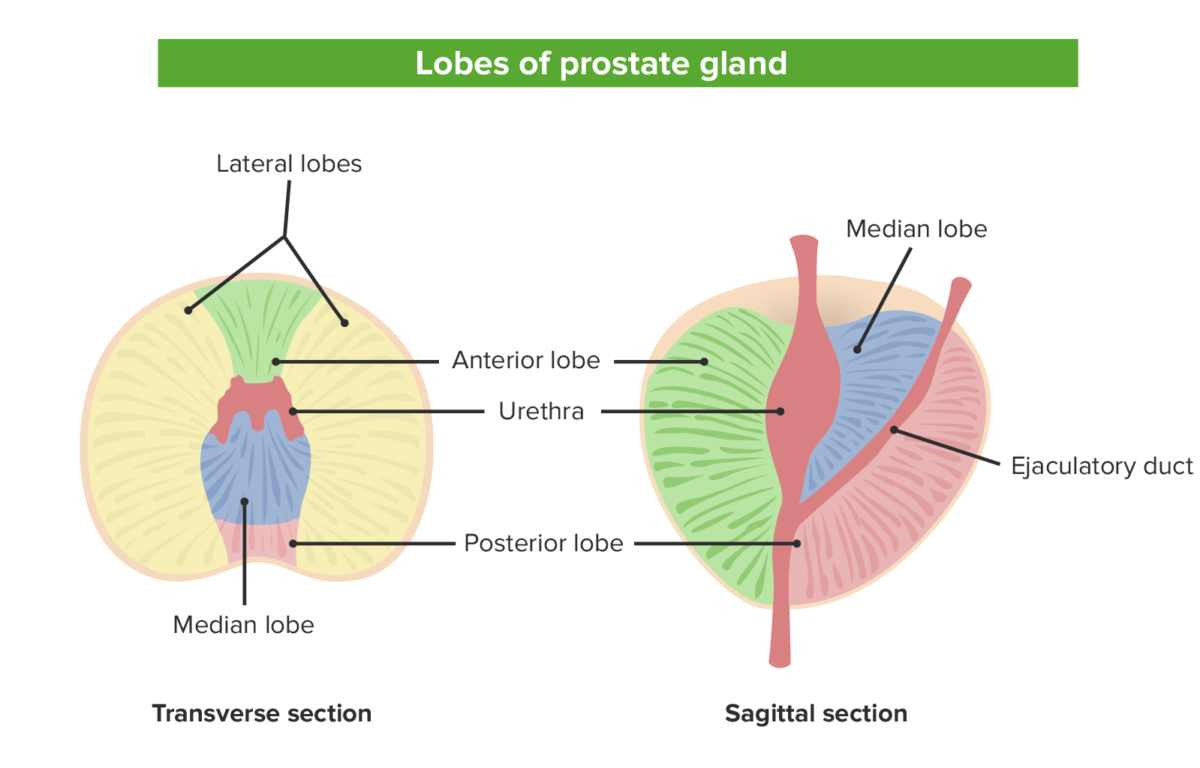 Próstata e Outras Glândulas Reprodutivas Masculinas | Concise Medical Knowledge
